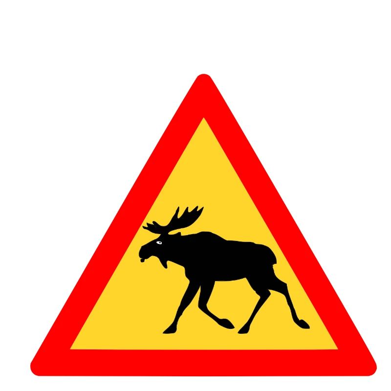Grumpy moose
