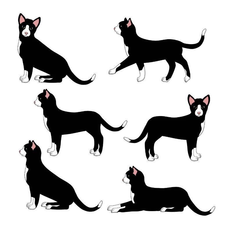 sélection de chat noir et blanc