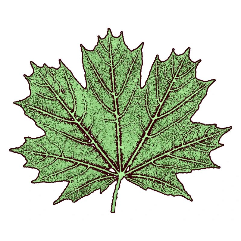 Maple leaf / érable feuille - Botanique