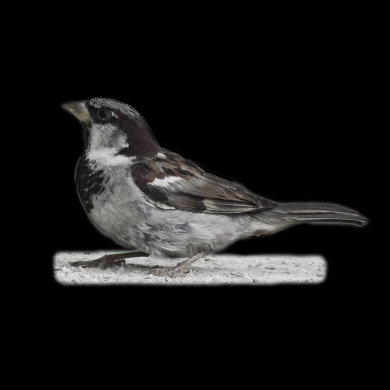 Spatz Vogel