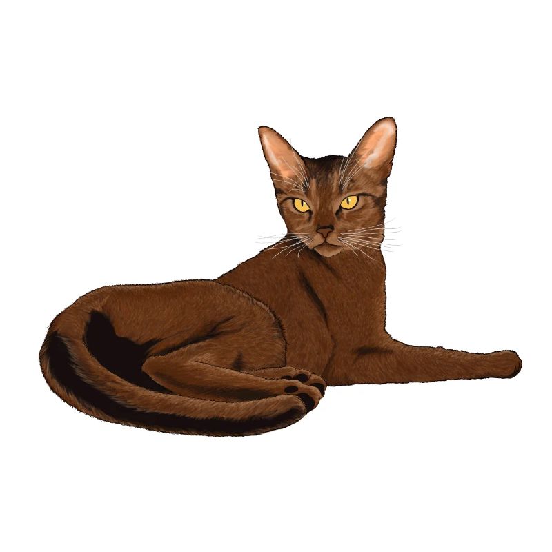 Abyssinian cat