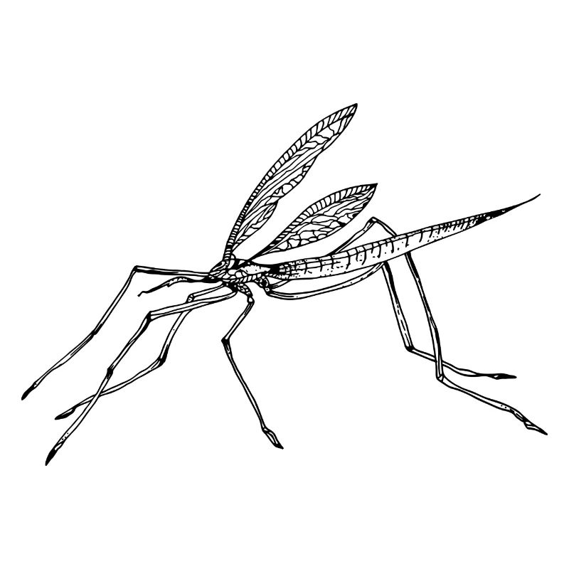 Mosquito