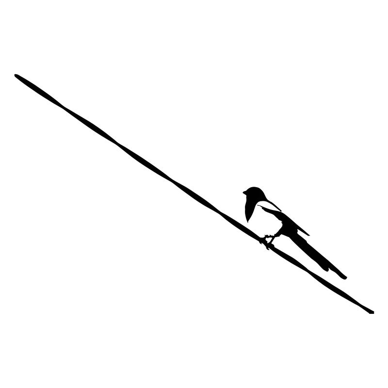 Magpie sur la ligne électrique