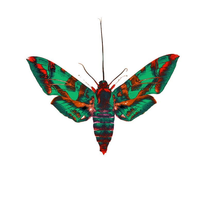 Psychedelic moth