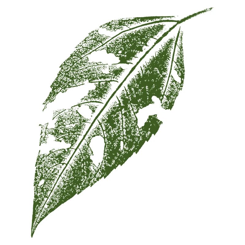 Jerusalem artichoke leaf / botanically natural