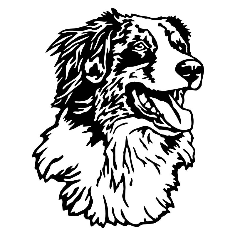 419 Australian Shepherd