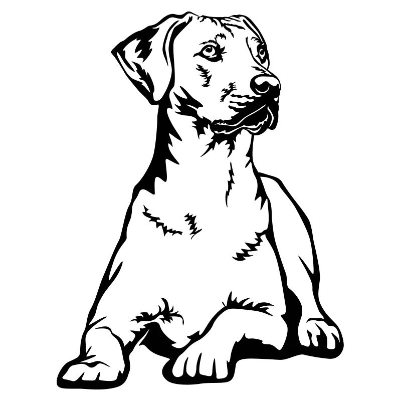 Rhodesian Ridgeback