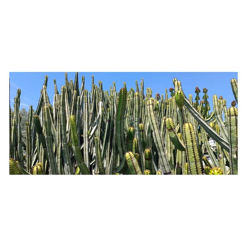 Cactus canarien