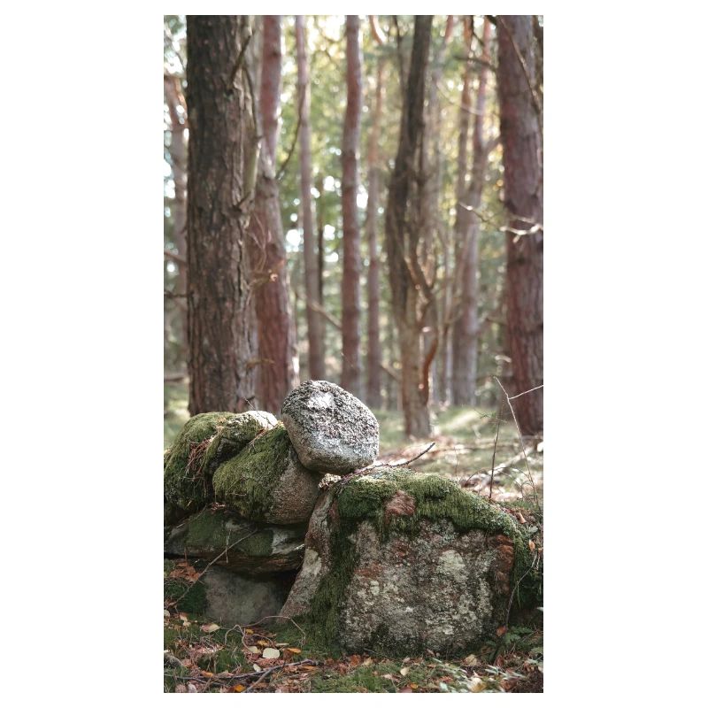 forêt