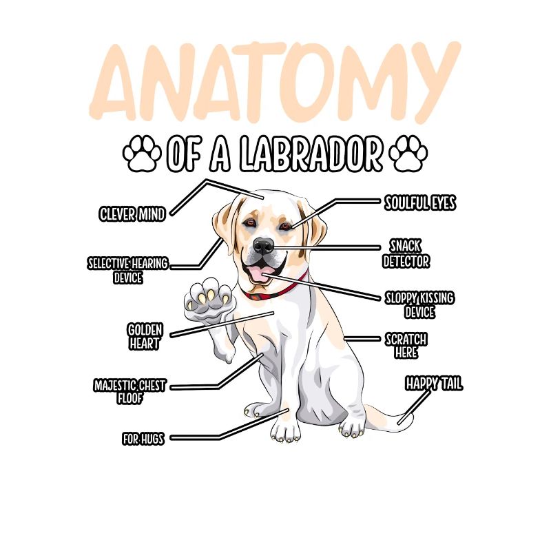 Anatomie du Labrador