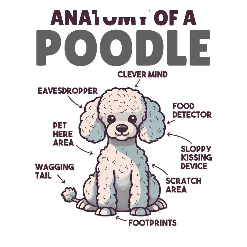 Explication du chien Anatomie d’un caniche