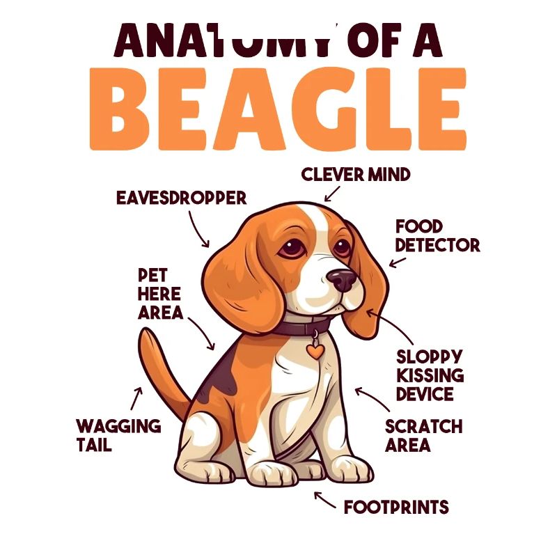 Explication du chien Anatomie d’un beagle