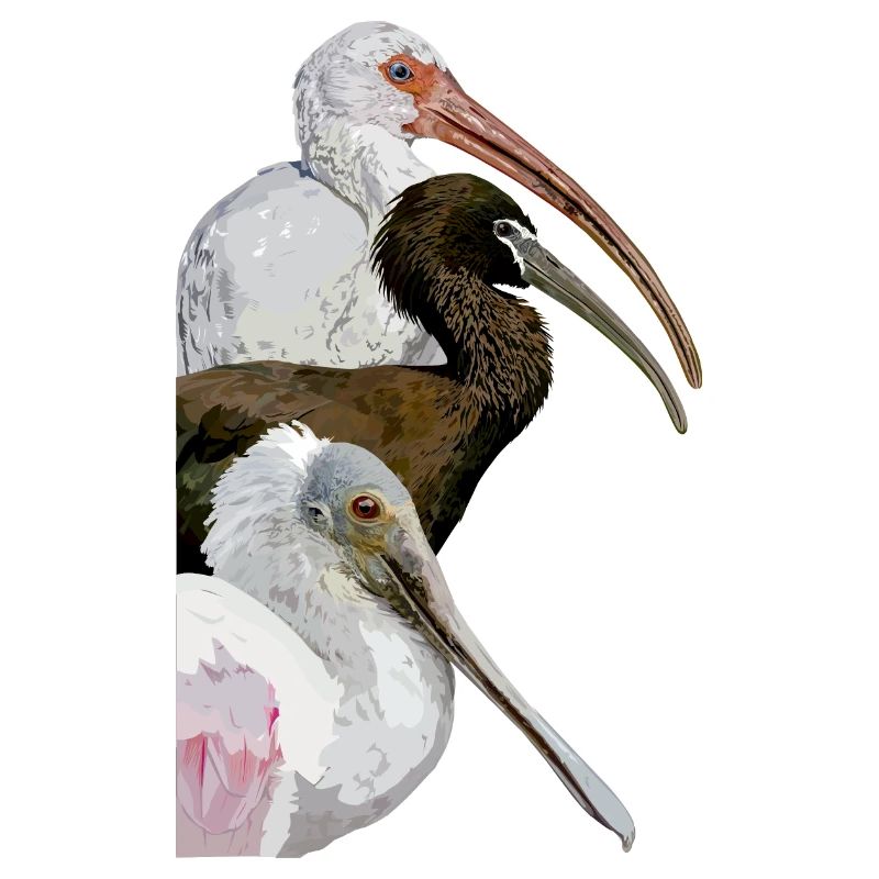 Ibis et spatule