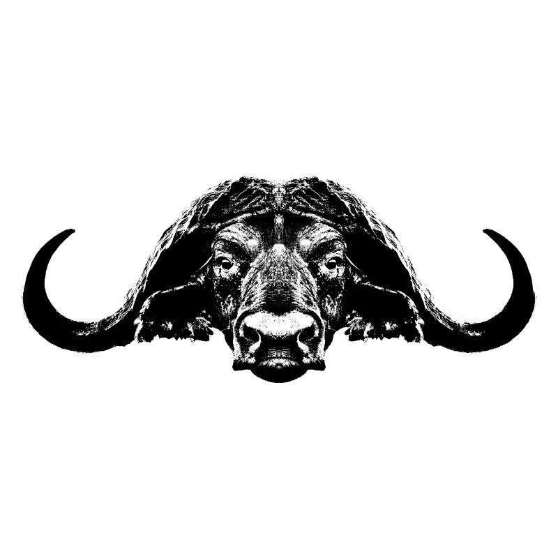 Buffalo / Buffle du Cap / Taureau