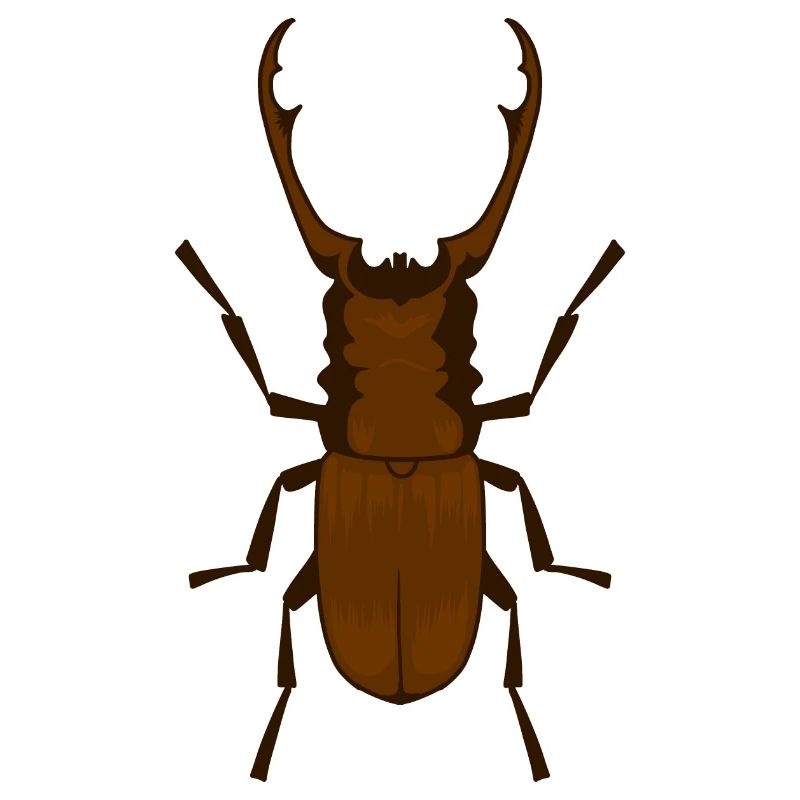 Hirschkäfer Lucanus cervus Schröter Insekt