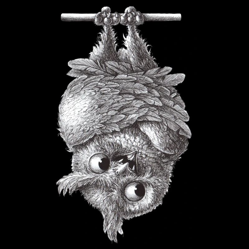 Vampir Eule - Dracula Eule