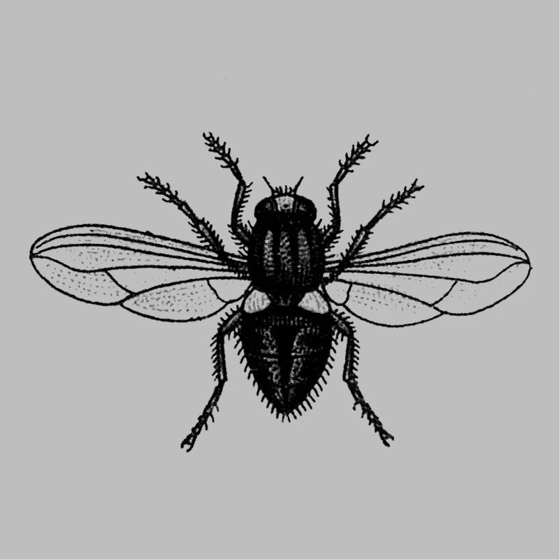 Fly