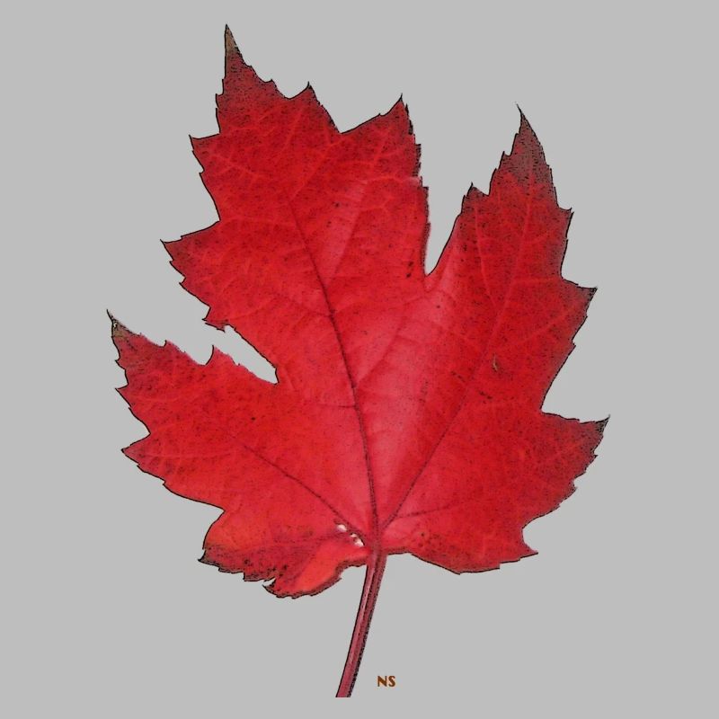 Red maple leaf