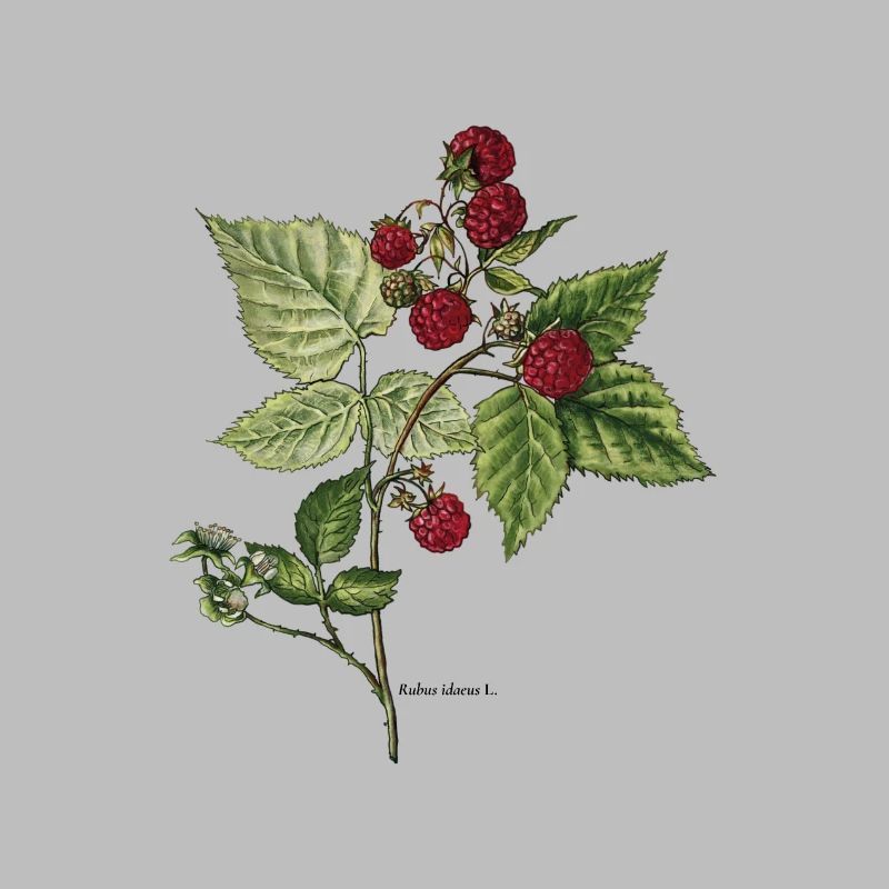 Raspberry