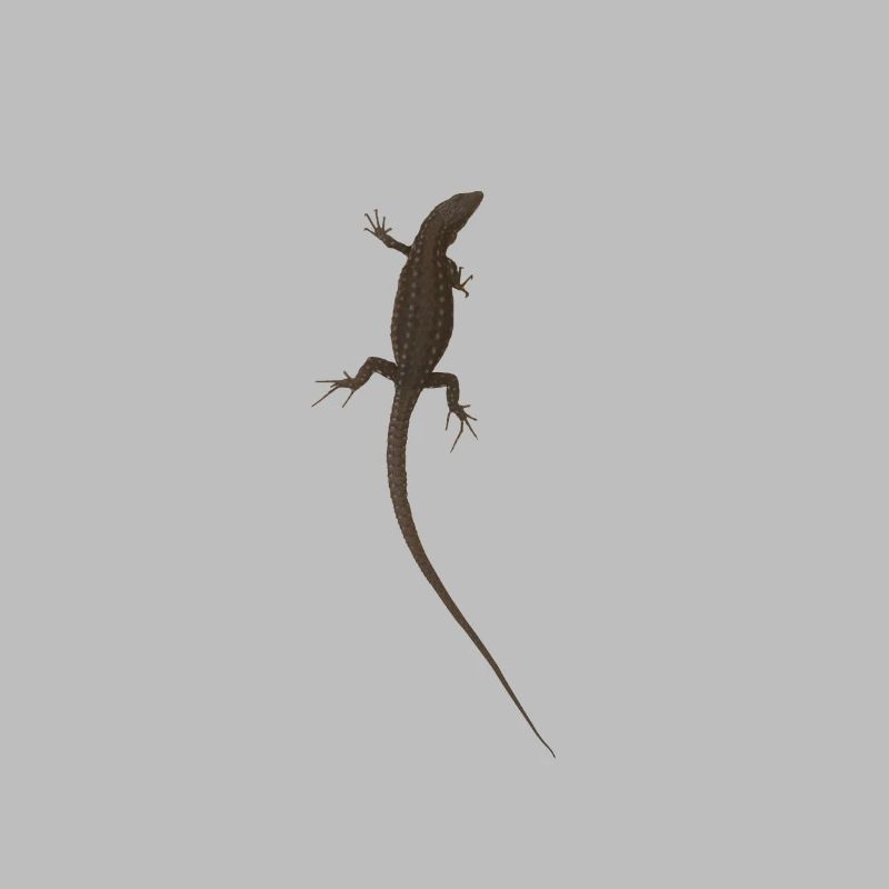 lizard