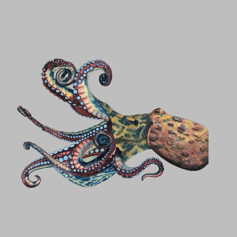 Octopus Squid