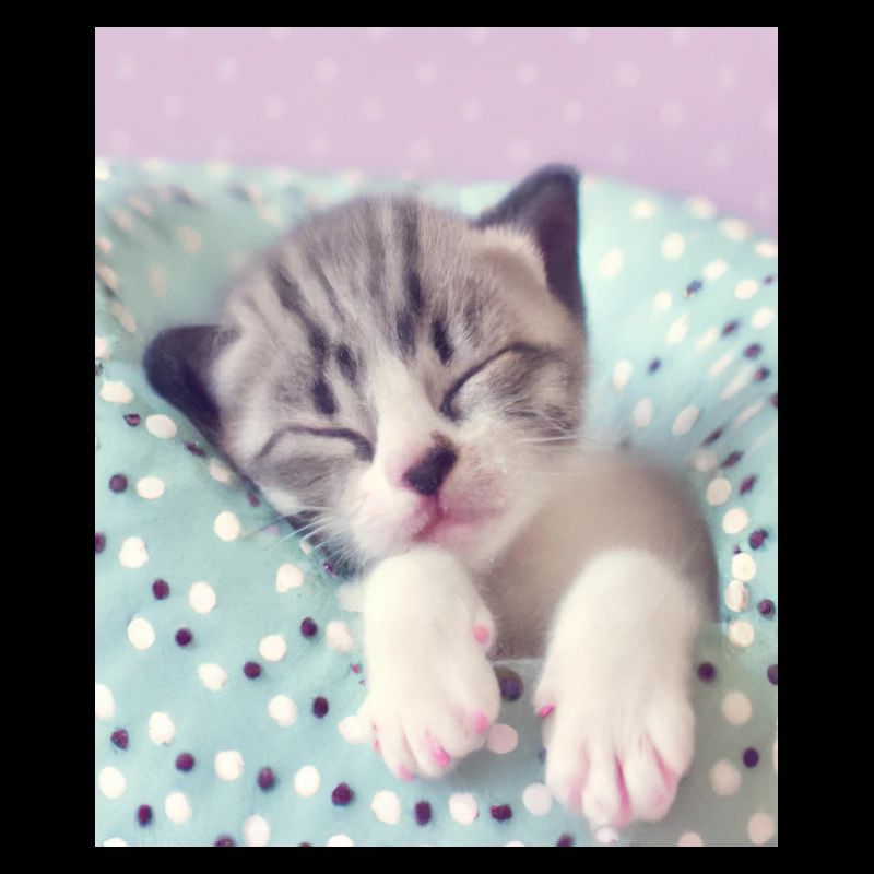 Mignon bébé chaton
