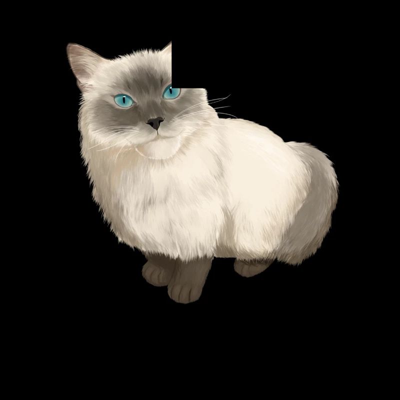 Ragdoll chat