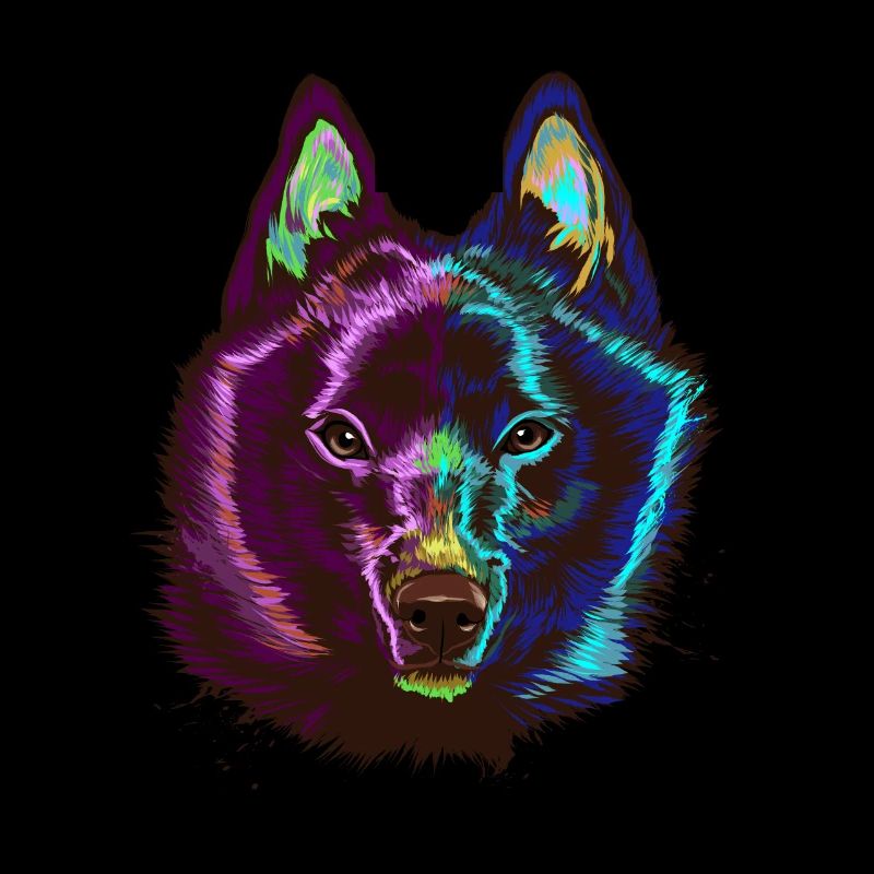 Splash Schipperke Hund