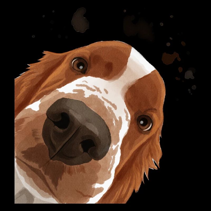 Curieux Welsh Springer Spaniel chien