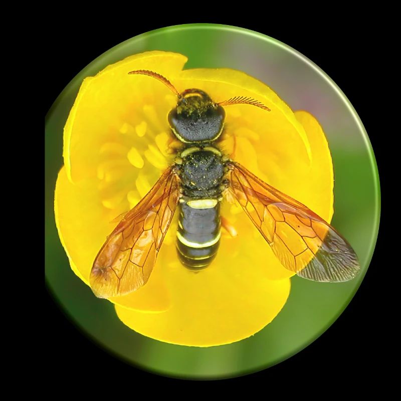 Insect mimicry is a camouflage strategy