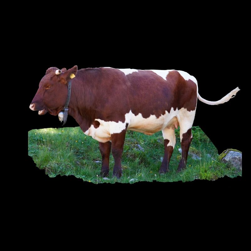 Das Fleisch der Pinzgauer Rinder ist schmackhaft