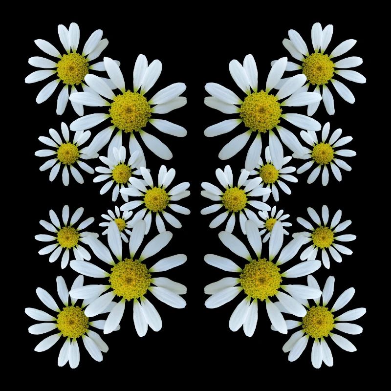 Margeriten Blumenmuster Gänseblümchen Blüte blumig