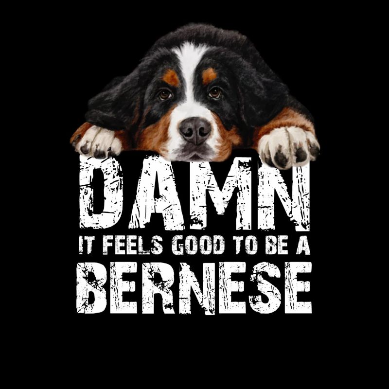 Bouvier bernois
