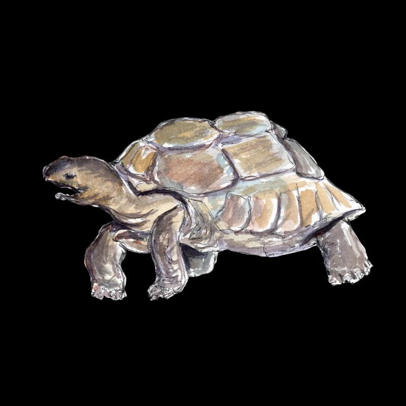 Schildkröte