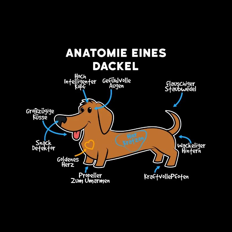 Anatomie Eines Dackel