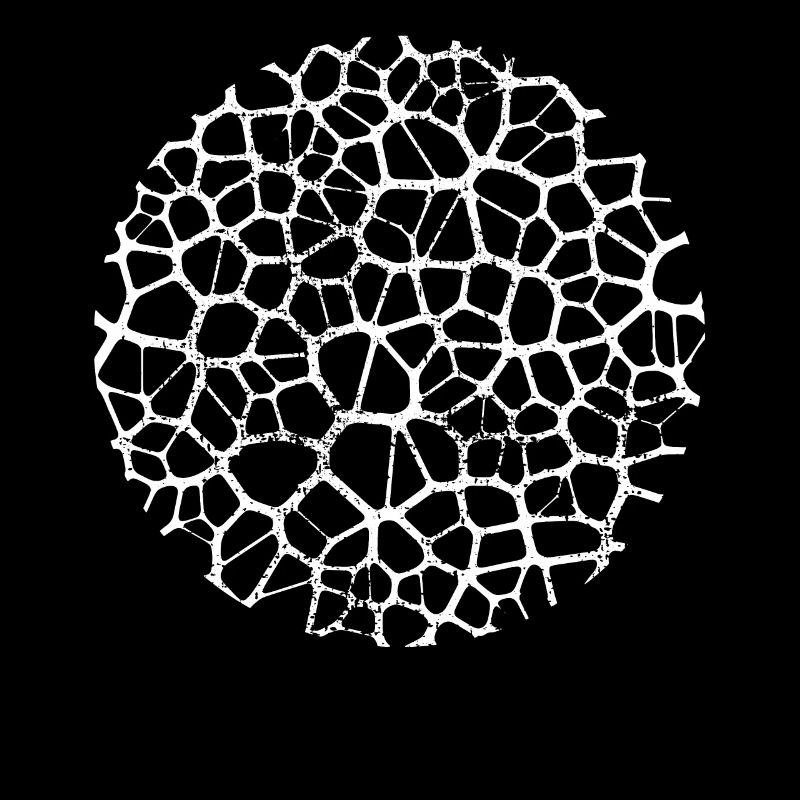 Biology brain Neuronal structure