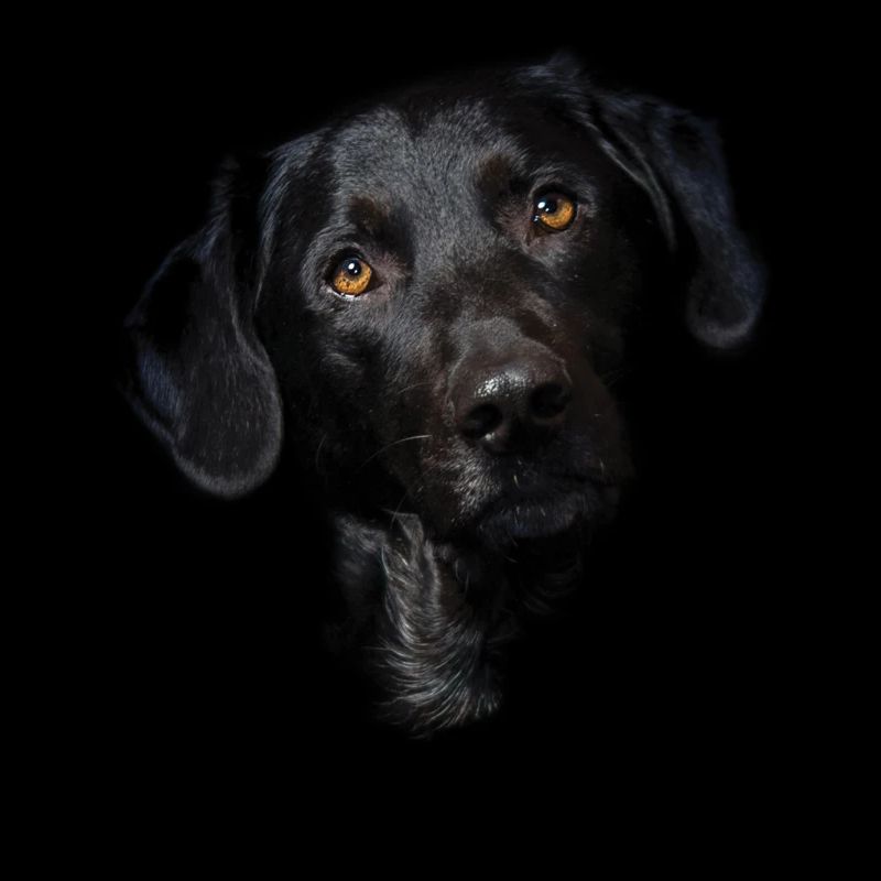 Schwarzes Labrador-Hundegesicht