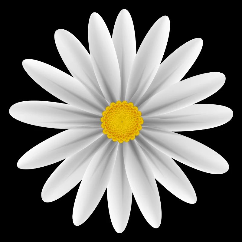 Daisy blanc vers le bas