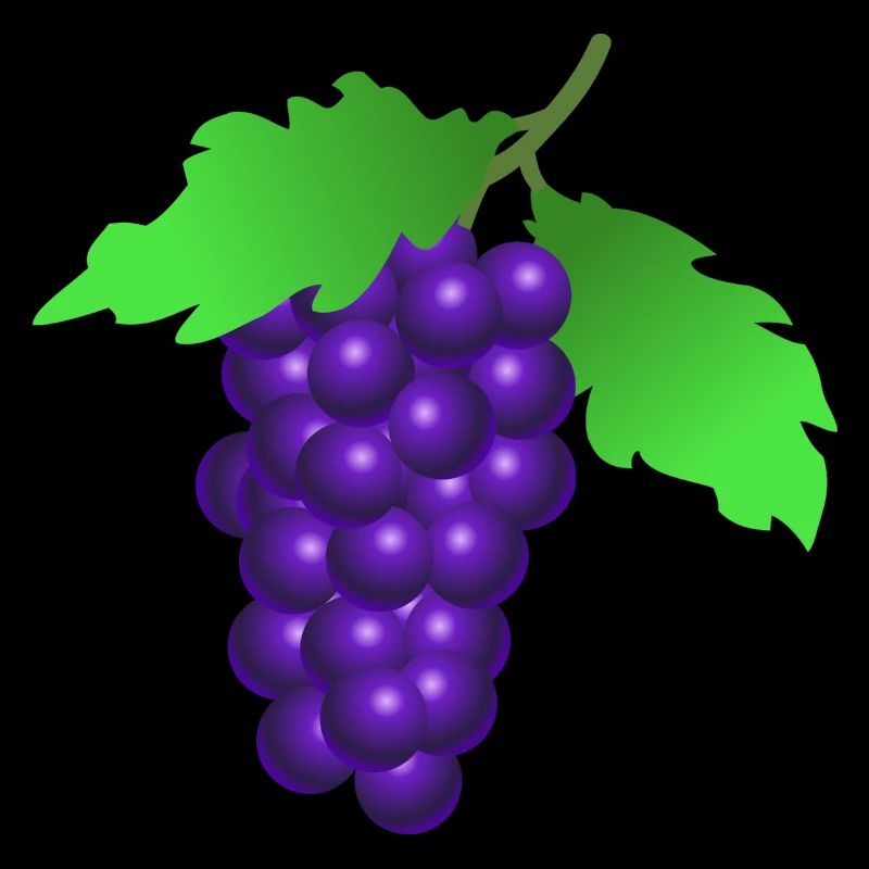 TRAUBEN GRAPE
