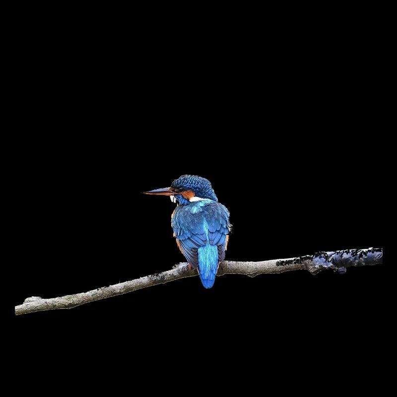 EISVOGELVOGEL