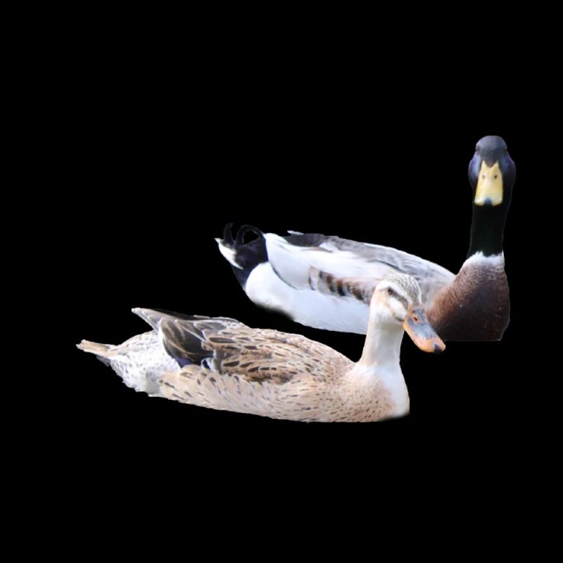Canards