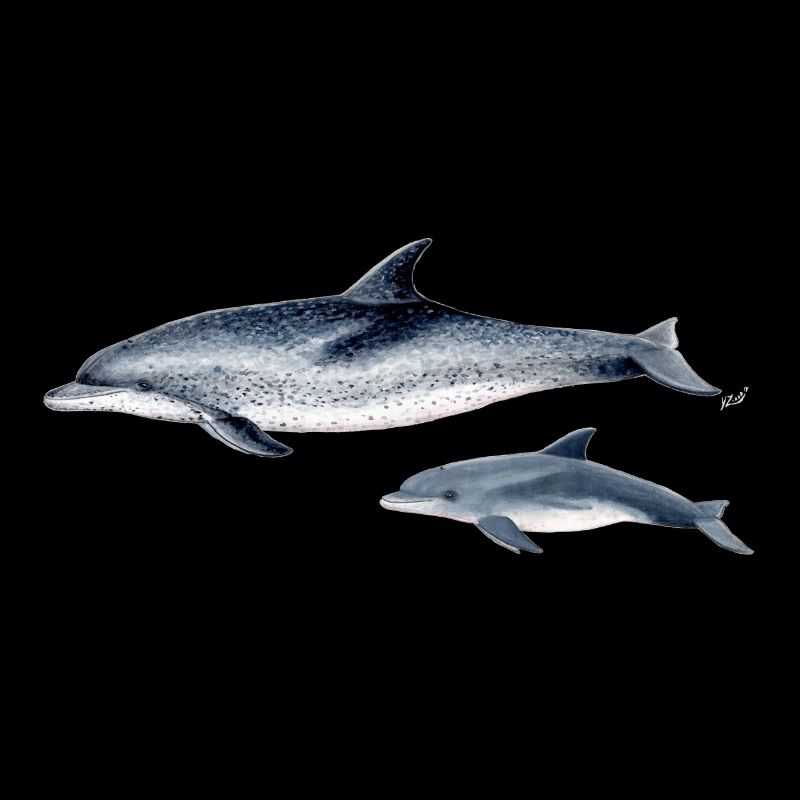 Repéré Dolphin - Dauphin tacheté - Dauphin tacheté