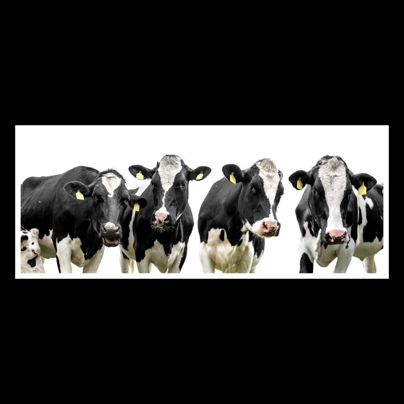 Les vaches!