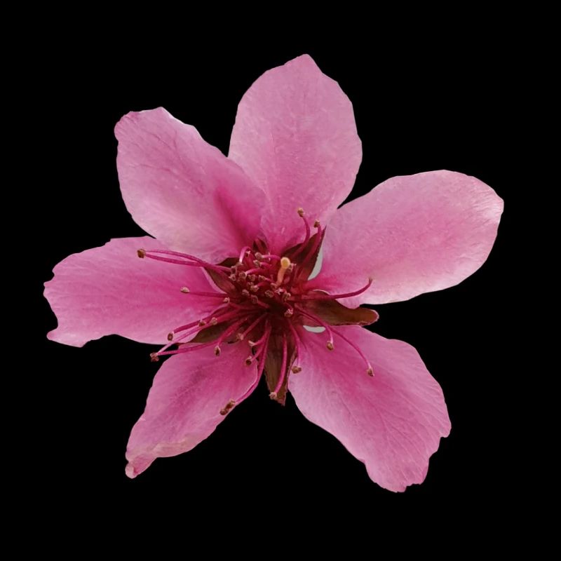 peach blossom