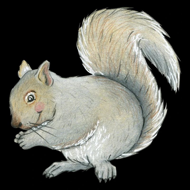 Grauhörnchen