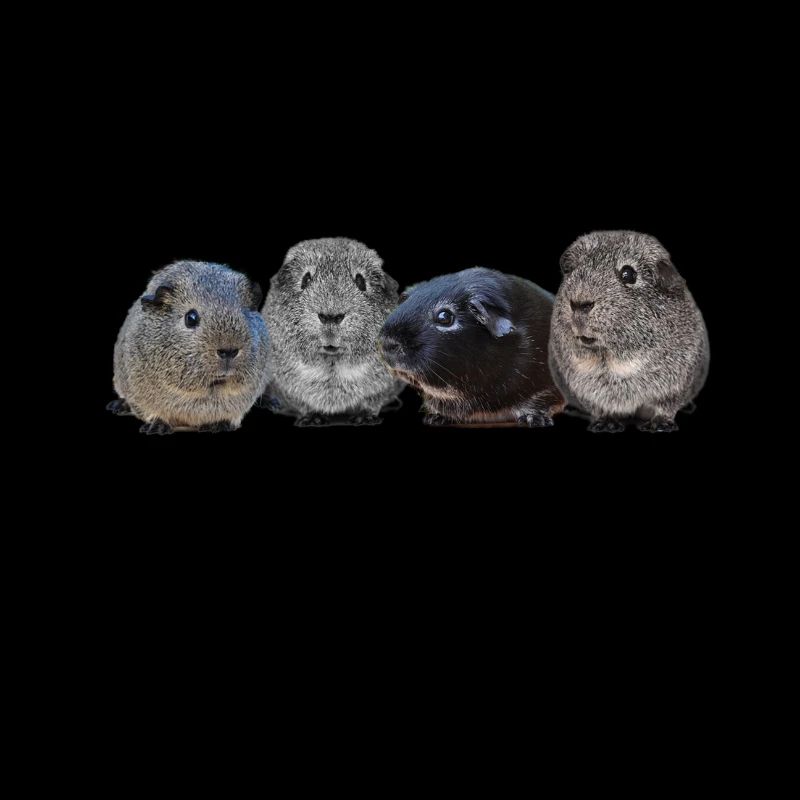 cochons d'inde mignon