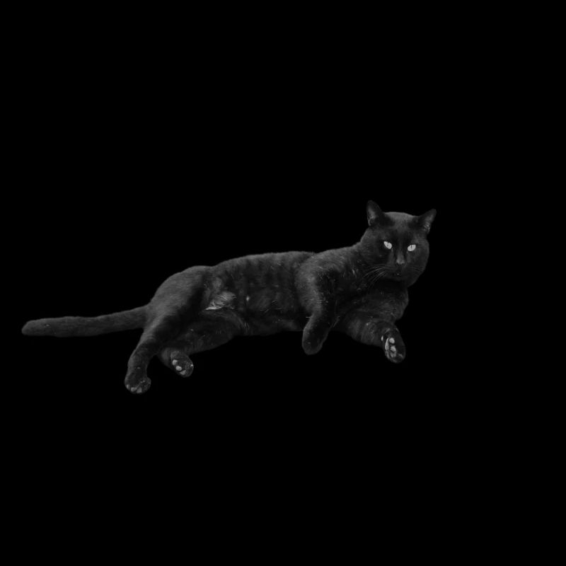 Black Cat Cat Black Cats Gift