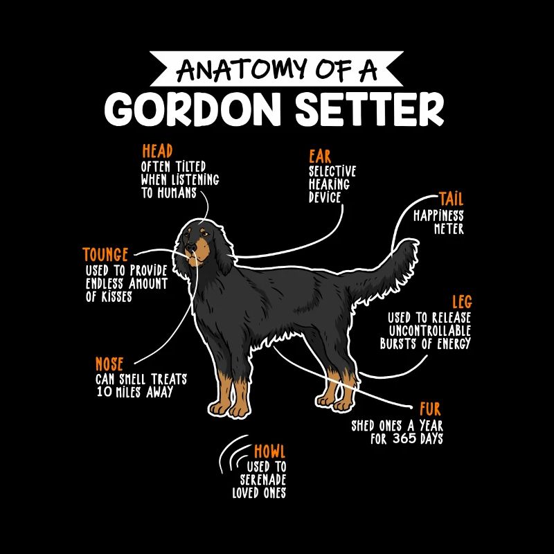 Anatomie du chien Gordon Setter Fun chien