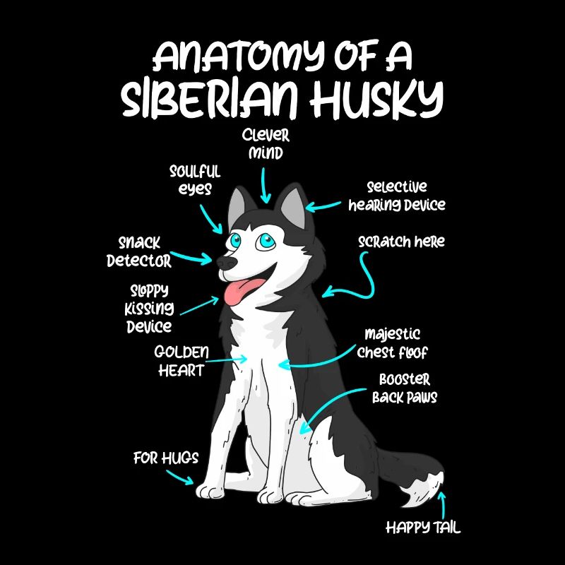 Anatomie eines Huskys Hundebesitzer Hunde
