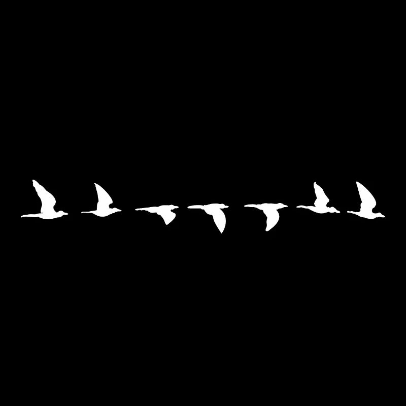 Bird flight path all white